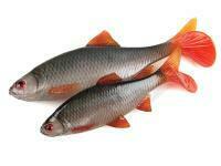 FOX Rage Ultra Realistic Natural Roach