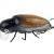 Microbait Esche May Bug