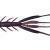 Jackall Jimmy Shrimp 3.8