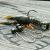 Savage Gear Esche Siliconiche NED Craw