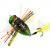 DUO Esche Realis Koshinmushi