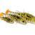Westin Esche siliconiche Stanley the Stickleback Shadtail