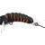 Wob-Art Pedrak - Insect Grub