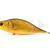 Dorado Tempter 18 Big Mama